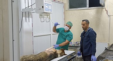 Yaralı köpeğe belediye ekibi sahip çıktı