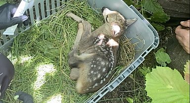 Yaralı yavru karaca tedavisinin ardından doğaya bırakıldı