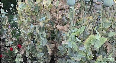 Yasadışı ekime Jandarma baskını