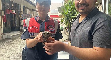 Yavru baykuşa jandarma koruması