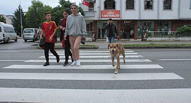 Yaya geçidinin 'Sadık' bekçisi köpek, karşıya geçen insanlara yardım ediyor
