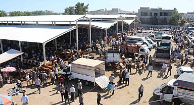 Yaylak hayvan pazarında bayram telaşı yaşanacak
