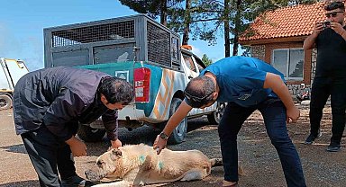 Yaylalardaki yaralı sokak hayvanlarına tedavi