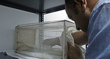 Yaz yağışları baskı altındaki sivrisinek türünü kontrolden çıkardı