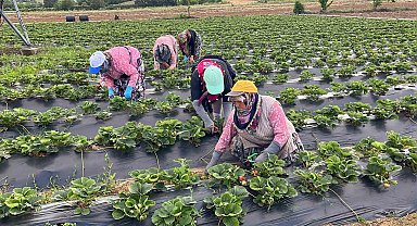 Yenice çileği üreticinin yüzünü güldürdü