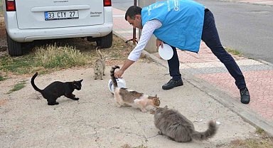 Yenişehir'de sokak hayvanları yalnız değil