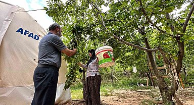 Yeşilyurt'ta 'Dalbastı Kirazı'nda hasat zamanı