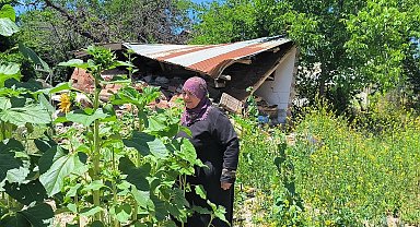 Yıkılan evlerinin enkazında yeşeren 'ayçiçekleri' ile nefes almaya çalışıyorlar