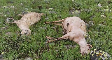 Yıldırım çarpması sonucu 5 koyun telef oldu