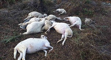 Yıldırım düşmesi sonucu 10 koyun telef oldu