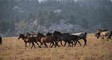 Yılkı atlarının Toroslar'ın yeşil çayırlarında görsel şöleni