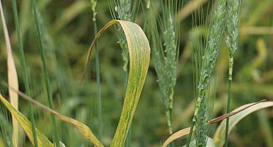 Yoğun yağışlar ekili arazilerde hastalığı beraberinde getirdi