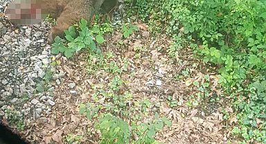 Yolcu treninin çarptığı ayı ekipler tarafından aranıyor