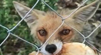 Yolda denk geldiği tilkiye elleriyle ekmek yedirdi