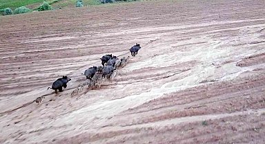Yozgat'ta domuz sürüsü dron ile görüntülendi