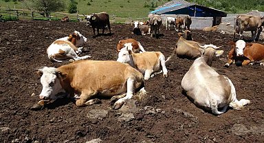 Yozgat'tan büyükşehirlere kurbanlık sevkiyatı başladı