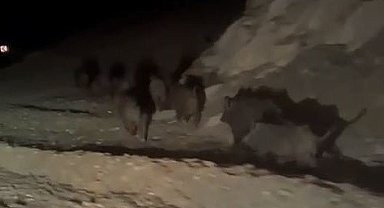 Yüksekova'da domuz sürüsü görüntülendi