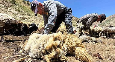 Yüksekova'da koyun kırkma mesaisi