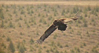 Yunanistan'da bakılan kara akbaba Eskişehir'e göçtü