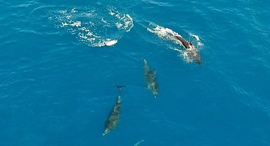 Yunusların avlarını yakalama anı dron ile saniye saniye görüntülendi