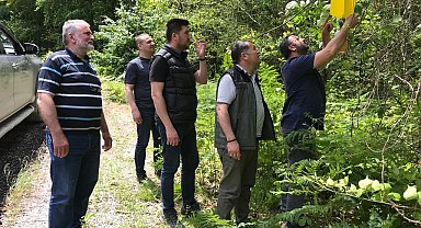 Zararlı böceklere karşı ormanlara "feromon tuzağı" kuruluyor