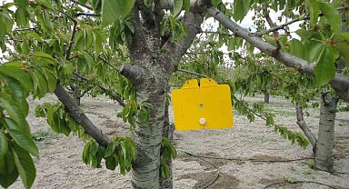 Zararlı sinek tuzakları asıldı