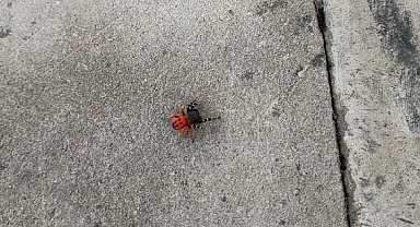 Zehirli uğur böceği örümceği bu kez kent merkezinde görüldü