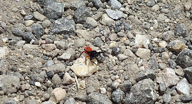 Zehirli uğur böceği örümceği bu sefer Eskişehir'de görüldü
