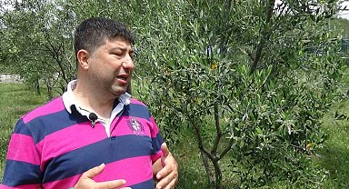 Zeytin üreticisinin gözü Haziran yağmurlarında