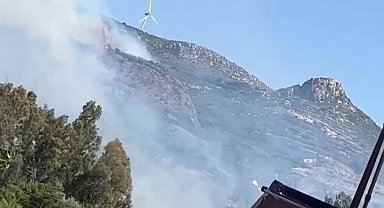 Zeytinlik alanda çıkan yangın korkuttu