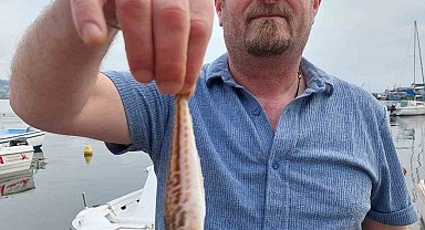 Zonguldaklı balıkçıların ağına zehirli trakonya takıldı