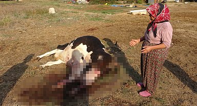 100 bin lira değerindeki Holstein cinsi inek köpekler tarafından telef edildi