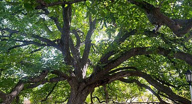 3 asırdır meyve veriyor