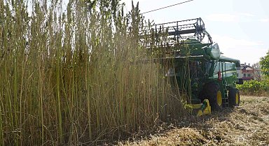 30 yıl sonra ekimine başlanan kendirin hasadı yapıldı