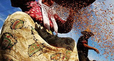 'Altın susam' hasadı başladı: En büyük pazar Japonya