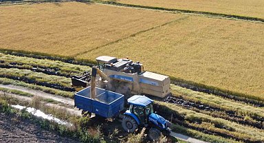 'Beyaz altın' çeltikte hasat gecikmeli olarak başladı