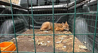 4 Ekim Dünya Hayvanları Koruma Gününde Artvin'de çakal ve baykuş doğaya bırakıldı