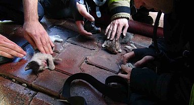 4 katlı binada yangın: 4 yavru kedi telef oldu