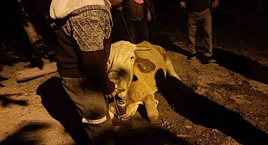 50 metrelik uçuruma yuvarlanan hayvan, 11 saatlik çalışmayla kurtarıldı