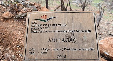 500 yıllık anıt ağacın levhasına sehven 100 yaşında olduğu yazıldı