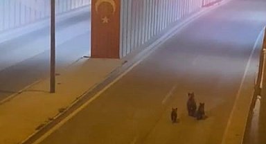 Aç kalan ayı yavrularıyla şehre indi