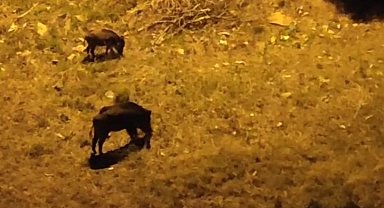 Aç kalan domuz sürüsü şehir merkezine indi