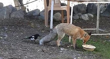 Aç kalan tilki köyün maskotu oldu