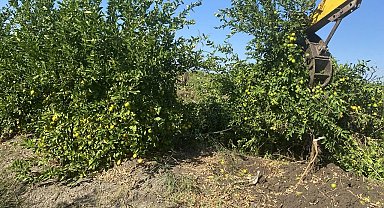 Adana'da kilosu 50 kuruşa düşen limon ağaçları sökülüyor
