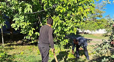 Adilcevaz cevizinin hasadına başlandı