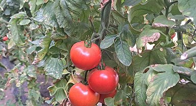 Adilcevaz'daki seralarda domates üretimi devam ediyor