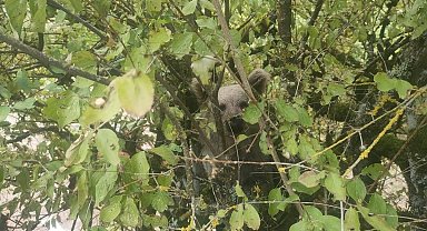Ağaç üzerinde ayı yavrusu görüntülendi