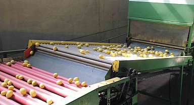 Almanya'nın limonu Kozan'dan