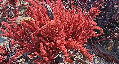 Amarant bitkisi Afyonkarahisar'dan sonra ilk kez Aksaray'da yetiştirildi