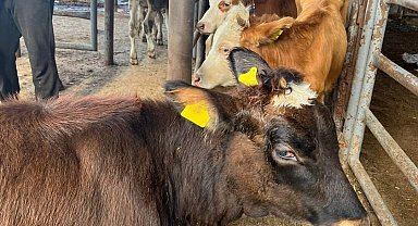 Anadolu'dan Trakya'ya kaçak getirilen 12 adet hayvan ele geçirildi